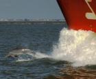 плавание дельфином и прыжки перед лодкой